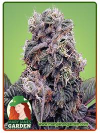 Blackberry Kush