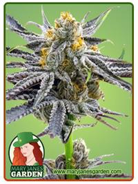 Blood Diamond OG