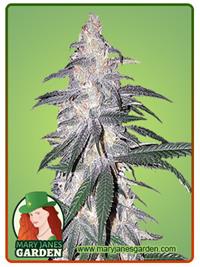 Blue Dream