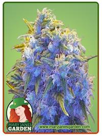 Blue Haze