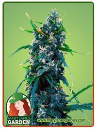 Blue Widow