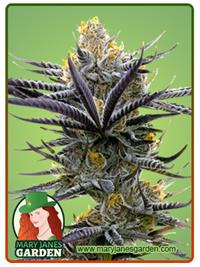 Blueberry Badazz OG