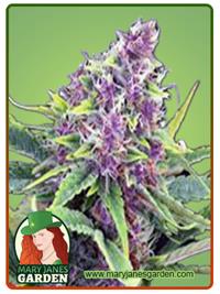Ultra Violet OG