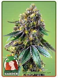 Critical +