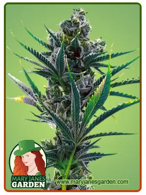 Critical Blue