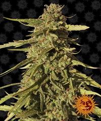 Red Cherry Berry