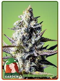 Critical Kush