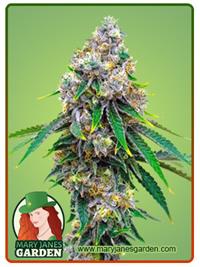 Critical Mass