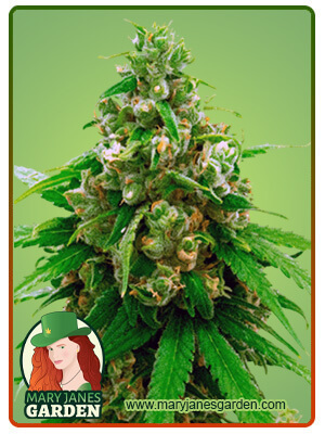 critical-widow-image