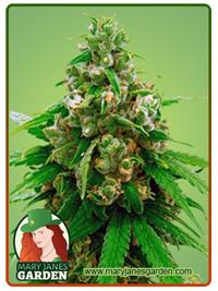 Critical Widow