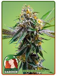 Critical Northern Lights