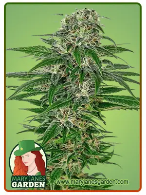 Early Skunk