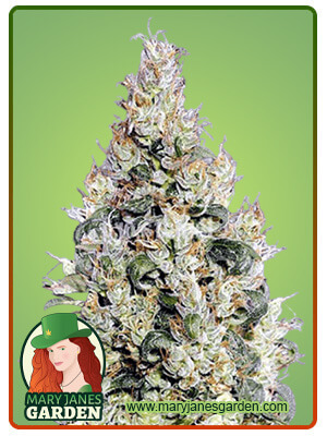 Exodus Cheese