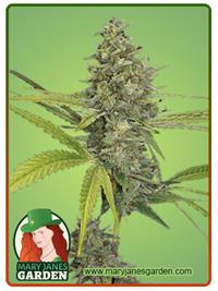 G13