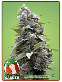 Girl Scout Cookies