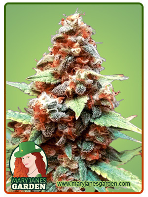 gorilla-lemon-fire-image