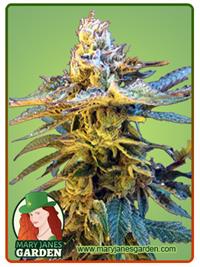 Grandaddy Black