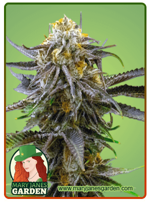 grandaddy-bruce-image