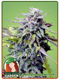 Grandaddy Purple