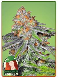 Grape Ape