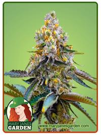 Grape Killer 99