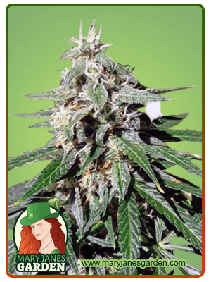jack-herer-image