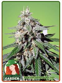 Jack Herer