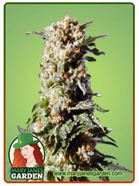 Kosher Kush