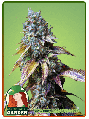 l.a.-confidential-image