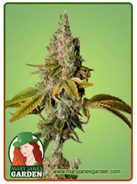 Legend OG