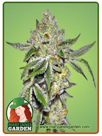 Lemon Diesel