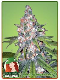 Lemon Haze Diesel