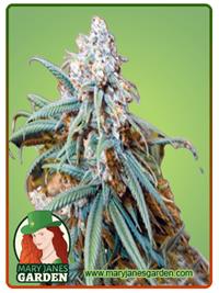 Lemon Kush