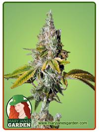 Lemon OG