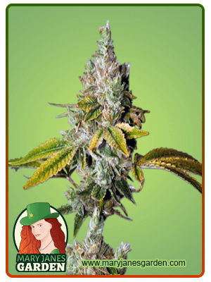 Lemon OG