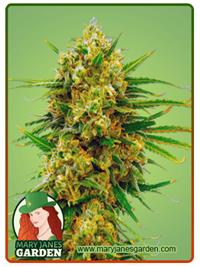 Lemon Tree