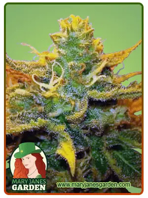 Mango Kush