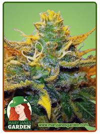 Mango Kush