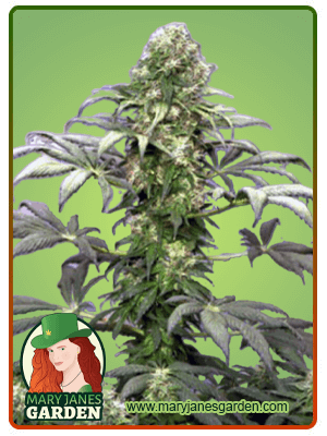 matanuska-tundra-image