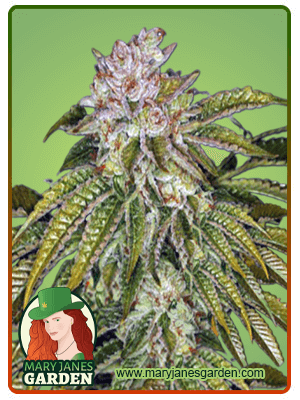 MK Ultra