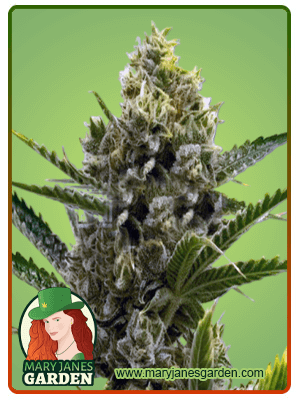 nicole-kush-image