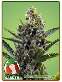 Nicole Kush
