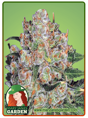 northern-critical-image