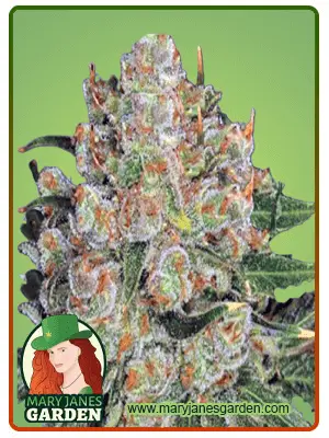 Northern Critical
