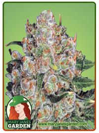 Northern Critical