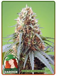 Northern Lights #10