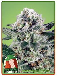 Northern Lights