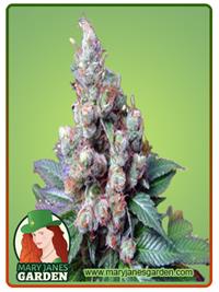 NY Diesel
