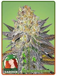 Oregon Peach
