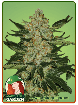 oregon-underdawg-image